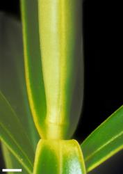 Veronica truncatula. Leaf bud with no sinus. Scale = 1 mm.
 Image: W.M. Malcolm © Te Papa CC-BY-NC 3.0 NZ